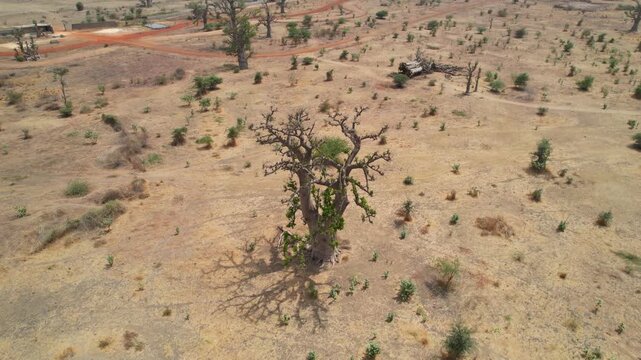 SENEGAL - 7.14.2025 - Very good aerial footage moving into a bird's eye view of a baobab tree in Senegal.