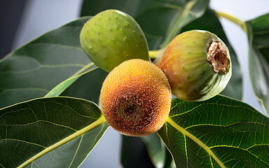 Fruit of the Ficus Pungens plant species