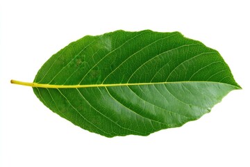 Single green leaf, oval shape, smooth texture