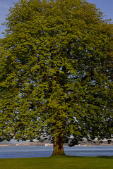 Fototapeta premium A large tree on the shore of the harbor.