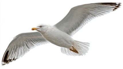 Fototapeta premium White seagull in flight