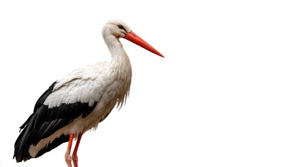 Fototapeta premium White stork profile (2)