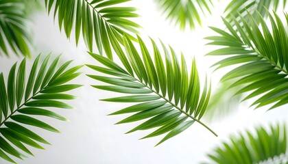 Obraz premium Green Palm Leaves on White Background Bright Tropical Foliage for Nature and Eco Design