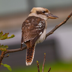 Australian Kookaburra sitting on branch