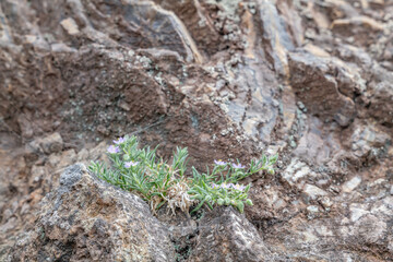 Spergularia macrotheca is a species of flowering plant in the family Caryophyllaceae, sticky sandspurry. Coyote Point Beach, San Mateo, California. San Francisco Peninsula / Bay