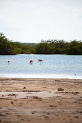 Flamingos wading in coastal lagoon