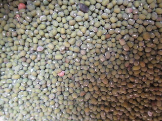 the best quality green beans ready to be processed or consumed