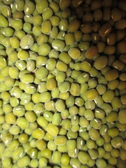 the best quality green beans ready to be processed or consumed