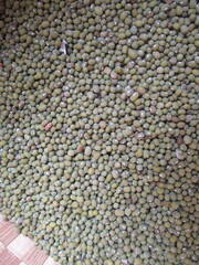 the best quality green beans ready to be processed or consumed