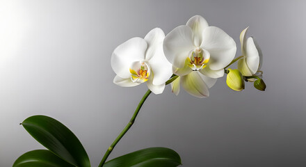 A close up of a white orchid against gray backdrop