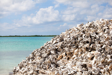 Large pile of conch shells by sea