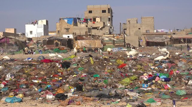 SENEGAL - 7.16.2025 - Shorebirds pick at garbage on a beach on Senegal's Island of Saint-Louis.