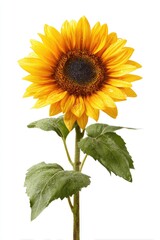 Obraz premium Single sunflower with bright yellow petals and green leaves, isolated on white