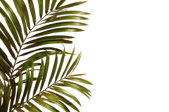 Tropical palm leaves on black background