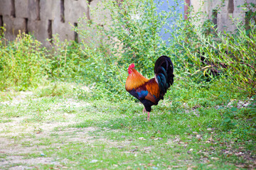 Colorful rooster standing in grassy yard