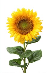 Obraz premium Single sunflower with bright yellow petals and green leaves against white background