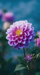Close-up of vibrant purple dahlia