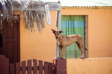 Brown dog standing on wall by house