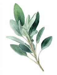 Watercolor illustration of sage leaves