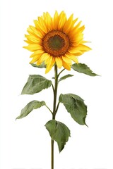 Single sunflower, bright yellow petals, dark center, green leaves, slender stem, isolated white background