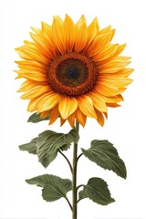 Obraz premium Detailed illustration of a sunflower