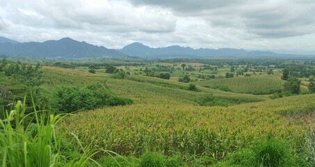 landscape with green grass and blue sky