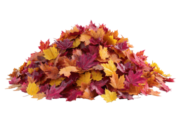 A pile of colorful autumn leaves