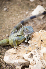 Iguana climbing on limestone rock outdoors