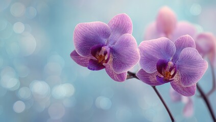 Two delicate, lavender-pink orchids bloom against a soft, teal-blue background with bokeh