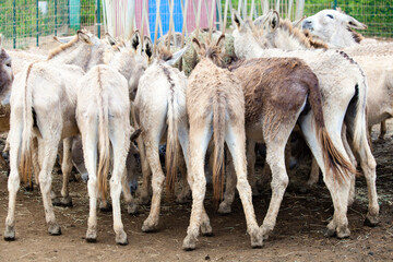 Rear view donkeys crowded at hay feeder