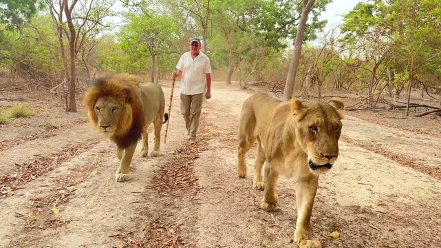 SENEGAL - 7.31.2025 - A man walks down a path with a lion and lioness in Senegal.