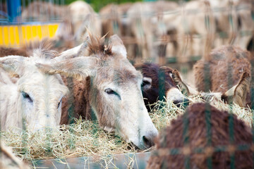 Donkeys eating hay behind wire fence