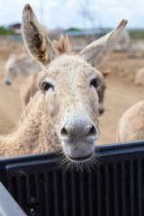 Donkey peeking over pickup truck tailgate