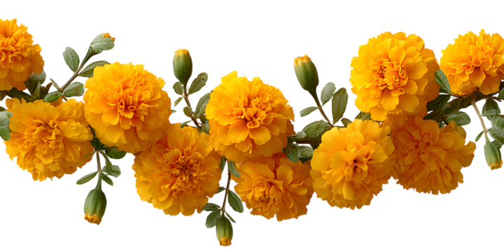marigold flower garland displayed against isolated o white background PNG,AI GNERATED ON WHITE BACKGROUN - Powered by Adobe