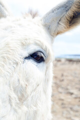 Donkey eye closeup with soft fur detail