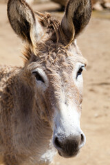 Close-up Portrait of a Curious Donkey