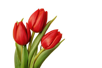 Fototapeta premium Close-up of three vibrant red tulips