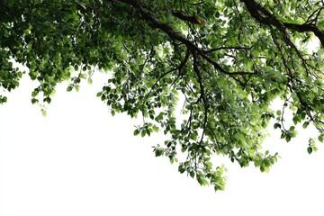 Obraz premium Lush green branches and leaves against a white background