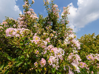 ピンク色のサルスベリの花と夏の青空