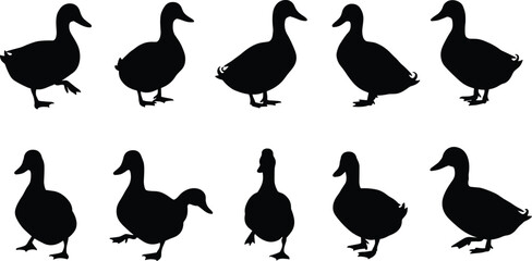 Set of duck silhouette vector illustrations in different standing and walking poses, ideal for wildlife art, design, and decoration