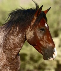 Obraz premium Portrait of a Wild Horse 