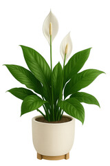 A vibrant peace lily plant in a sleek pot, symbolizing purity and tranquility, perfect for enhancing indoor spaces.