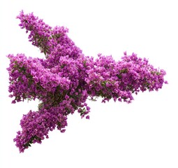 Purple bougainvillea vine, dense cluster, arrow shape