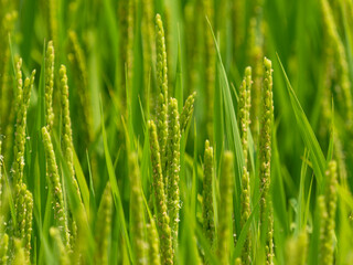 花が咲き始めた水田の稲穂