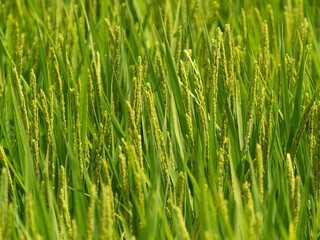 花が咲き始めた水田の稲穂