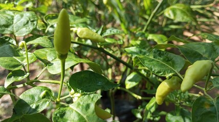 green peppers in the garden