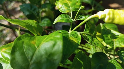Obraz premium green peppers in the garden