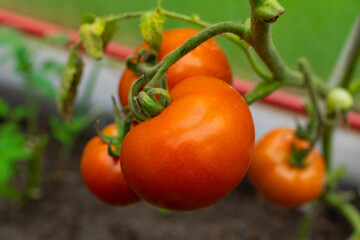 Red ripe tomatoes growing in the greenhouse. Vegetables in the farm.