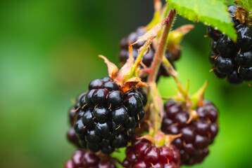 Ripe and unripe blackberries on bush. Berries in the garden.