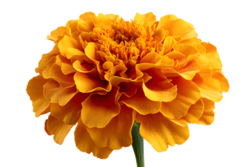 yellow dahlia flower isolated on white background